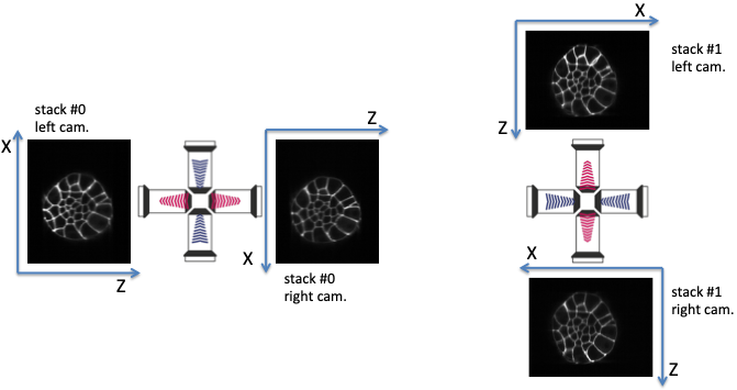 Multiview lightsheet microscope acquisition ('right' acquisition).